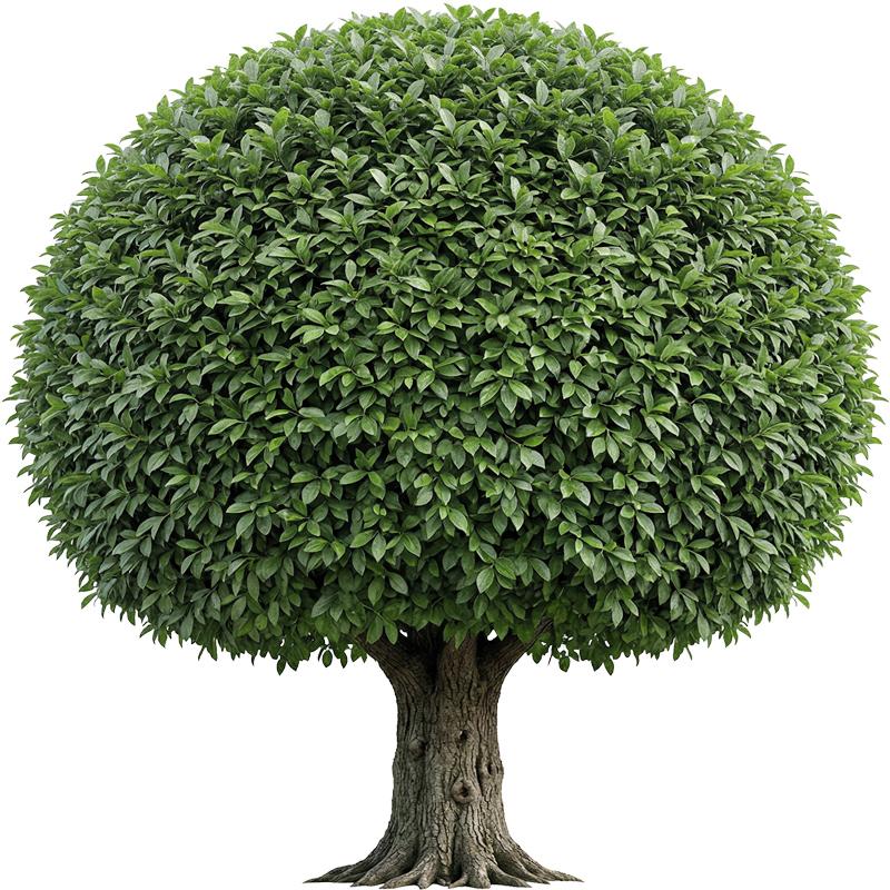 Gardening and Lanscaping